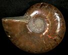 Flashy Red Iridescent Ammonite - Wide #10357-1